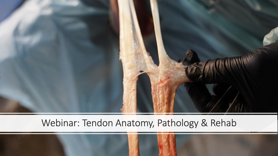 Tendon Anatomy, Pathology & Rehab by Dr. Raquel Butler